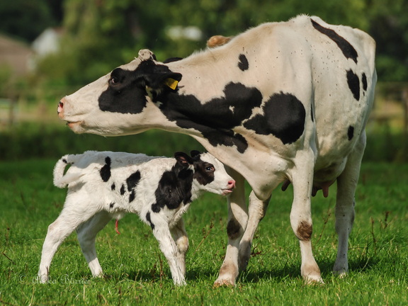 Kuh mit Kalb-100830-15-51-1