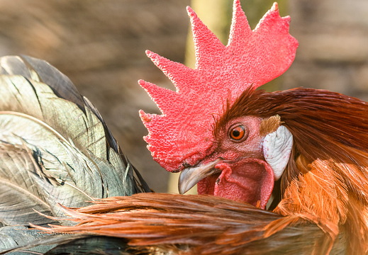 Ostfriesische Möwe gold-schwarz-geflockt