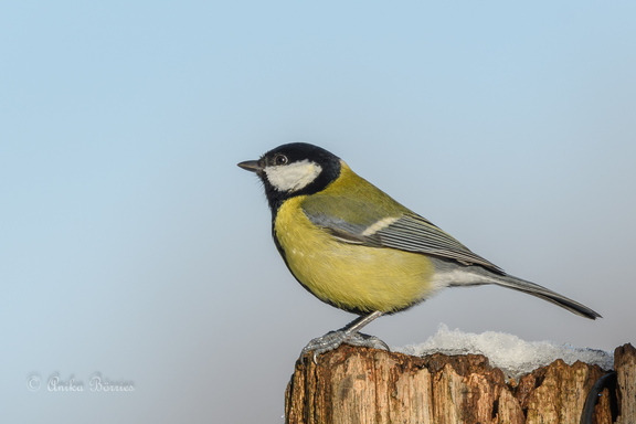 Kohlmeise - Parus major