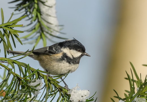 Tannenmeise -Periparus ater