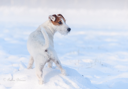 Parson Russel im Schnee