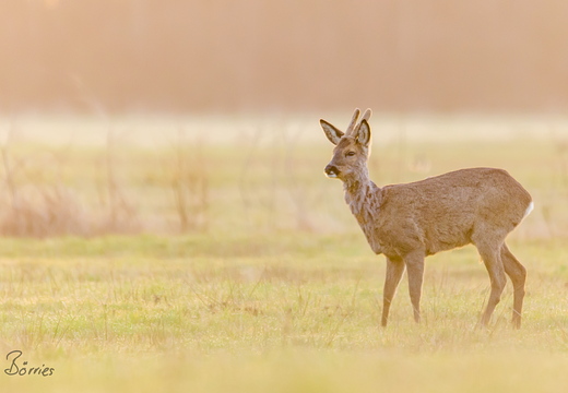 Jährling im Gegenlicht