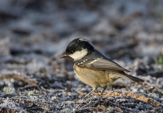 Tannenmeise -Periparus ater