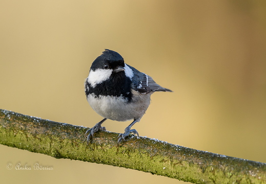 Tannenmeise -Periparus ater