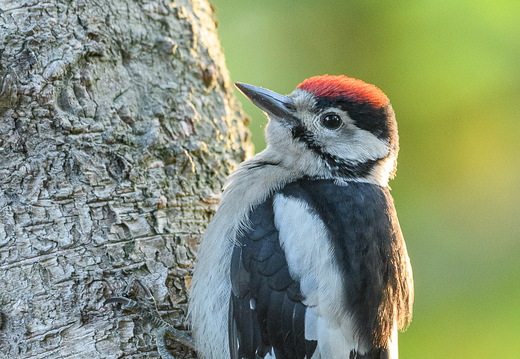Buntspecht - Dendrocopos major: junges Männchen