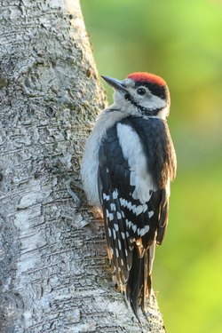 Buntspecht - Dendrocopos major: junges Männchen