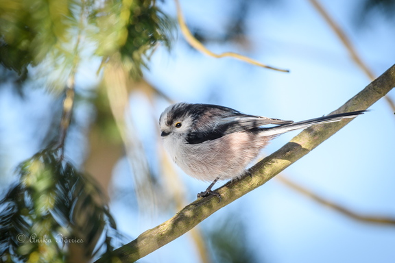 Schwanzmeise - Aegithalos caudatus
