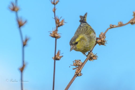 Erlenzeisig - Spinus spinus