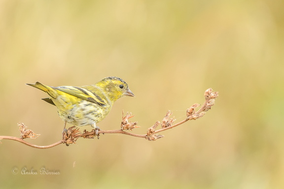 Erlenzeisig - Spinus spinus