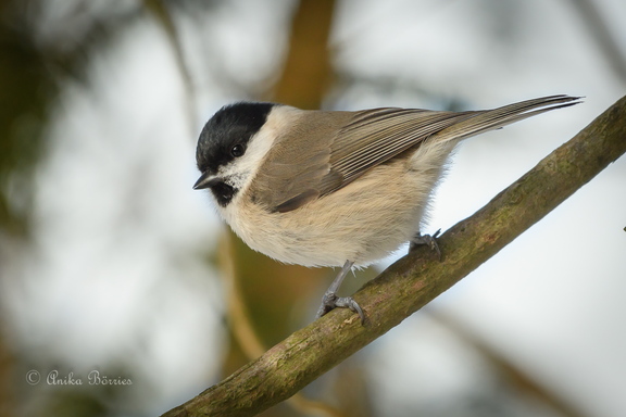 Sumpfmeise - Poecile palustris