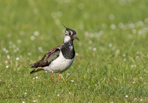 Kiebitz - Vanellus vanellus