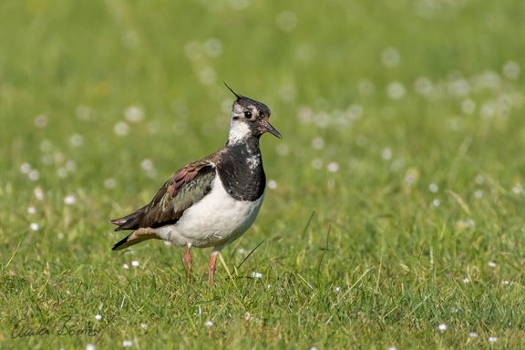 Kiebitz - Vanellus vanellus