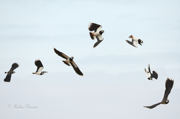 Kiebitz - Vanellus vanellus