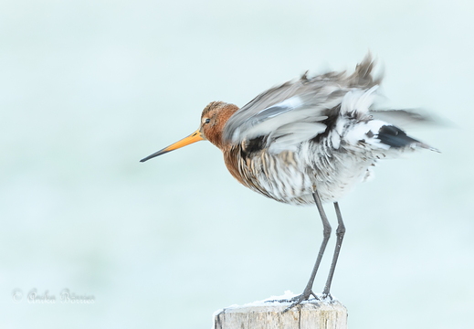 Uferschnepfe - Limosa limosa