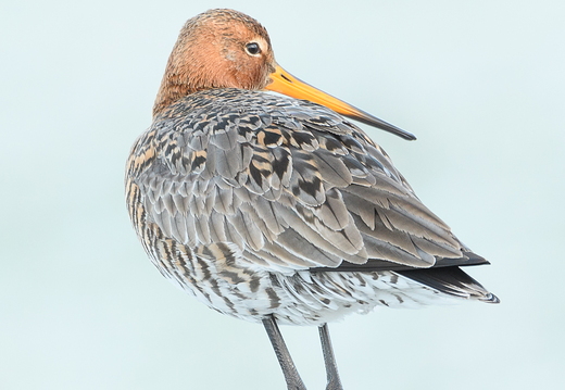 Uferschnepfe - Limosa limosa