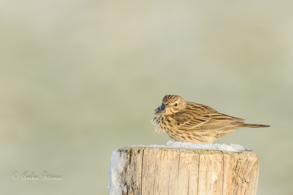 Frierender Wiesenpieper