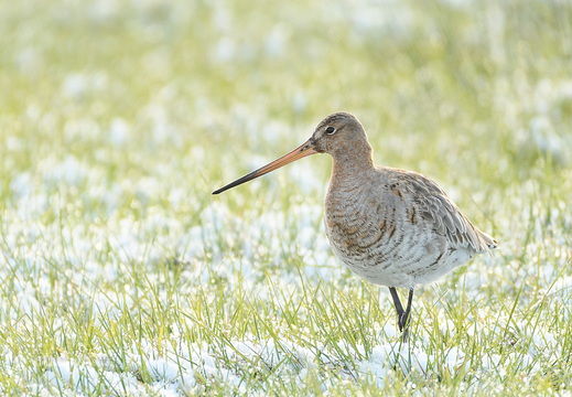Uferschnepfe - limosa limosa