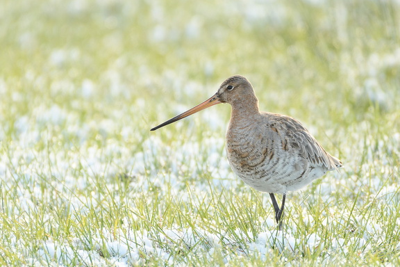 Uferschnepfe - limosa limosa