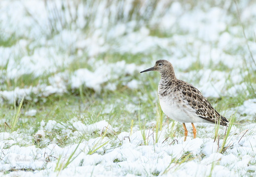 Kampfläufer - Calidris pugnax