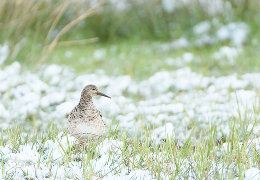 Kampfläufer - Calidris pugnax