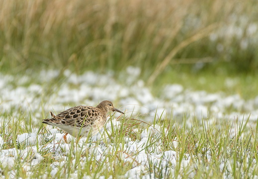 Kampfläufer - Calidris pugnax