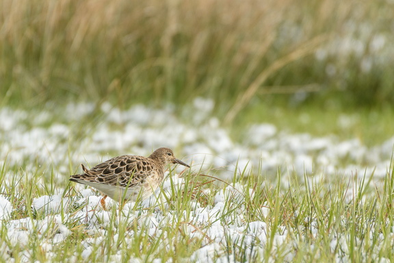 Kampfläufer - Calidris pugnax