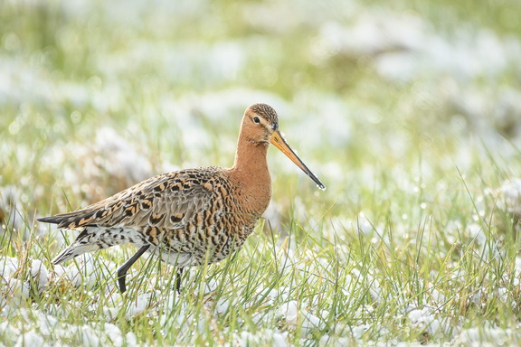 Uferschnepfe - Limosa limosa