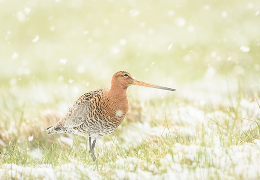 Uferschnepfe - Limosa limosa