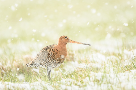 Uferschnepfe - Limosa limosa