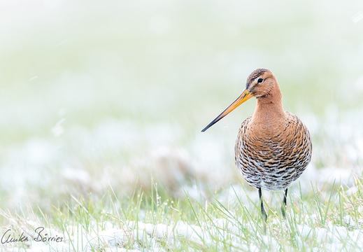 Uferschnepfe - Limosa limosa