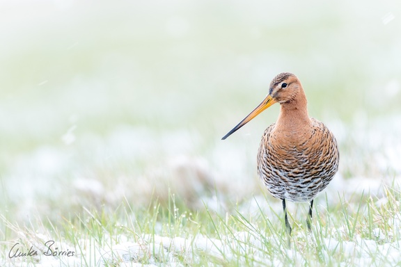 Uferschnepfe - Limosa limosa