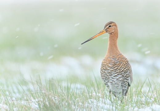 Uferschnepfe - Limosa limosa