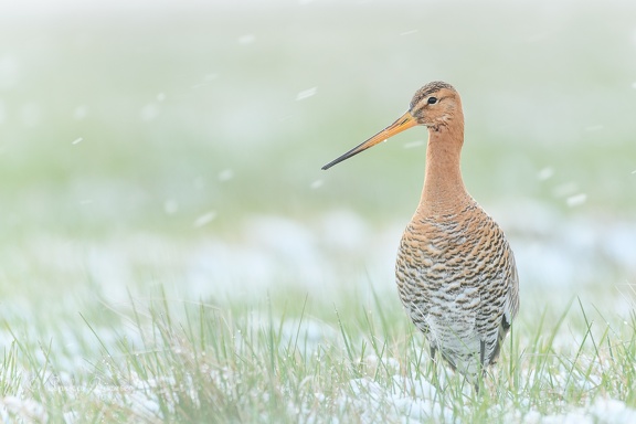 Uferschnepfe - Limosa limosa