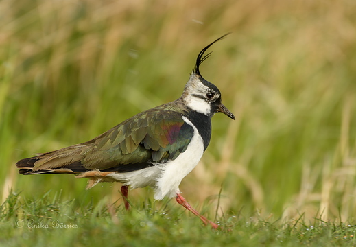 Kiebitz - Vanellus vanellus