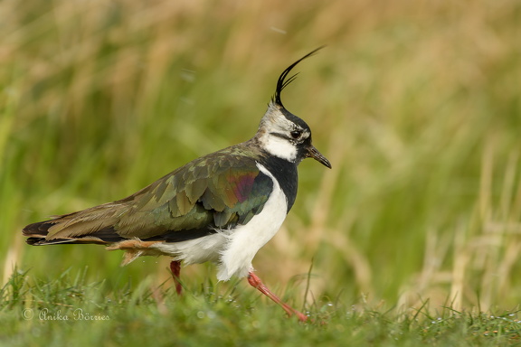 Kiebitz - Vanellus vanellus