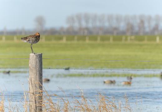 Uferschnepfe - Limosa limosa