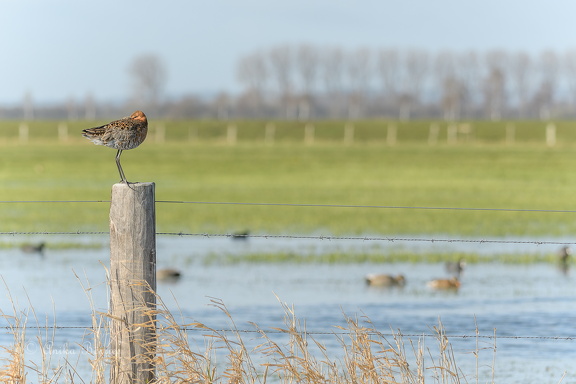 Uferschnepfe - Limosa limosa