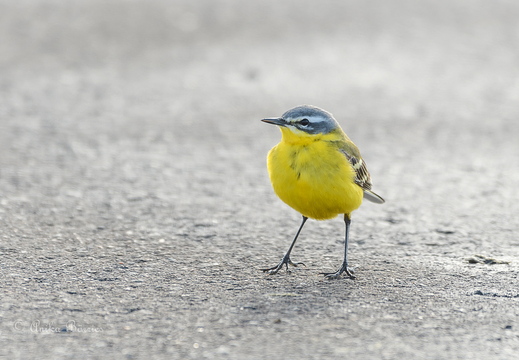 Wiesen-Schafstelze - Motacilla flava