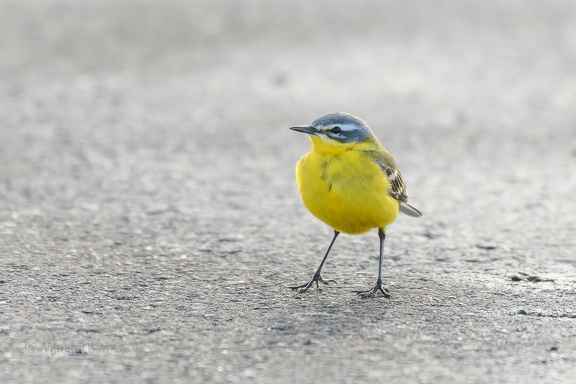Wiesen-Schafstelze - Motacilla flava
