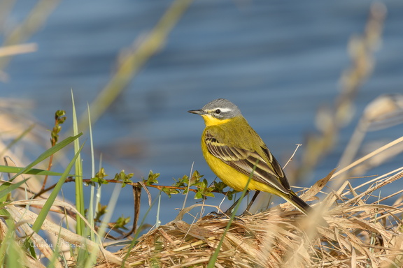 Wiesen-Schafstelze - Motacilla flava