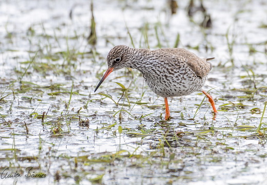 Rotschenkel - Tringa totanus