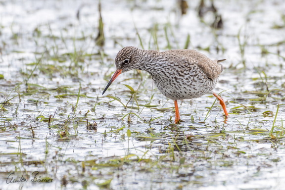 Rotschenkel - Tringa totanus