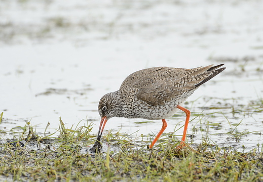 Rotschenkel - Tringa totanus