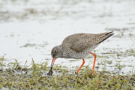 Rotschenkel - Tringa totanus