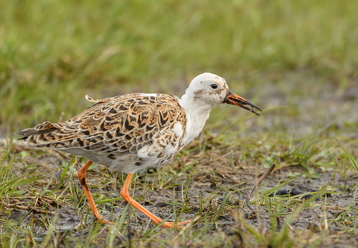 Kampfläufer - Calidris pugnax