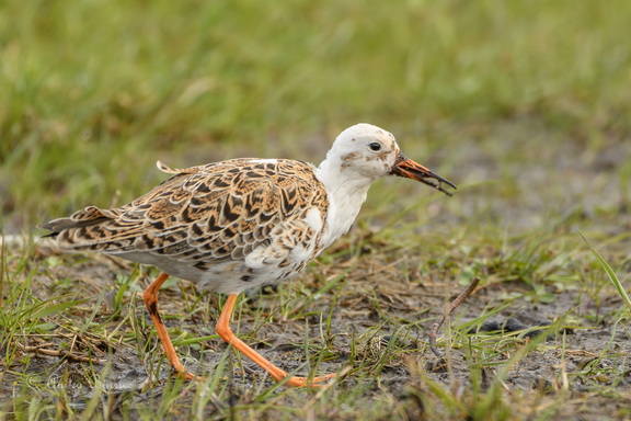 Kampfläufer - Calidris pugnax