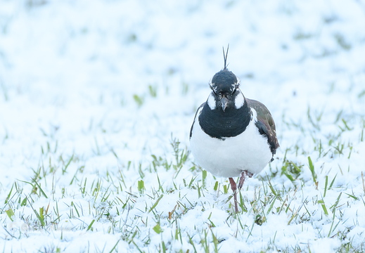 Kiebitz - Vanellus vanellus