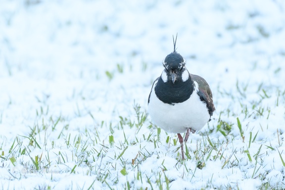 Kiebitz - Vanellus vanellus