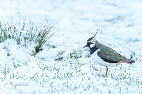 Kiebitz - Vanellus vanellus