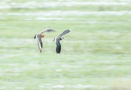 Uferschnepfe jagt Kiebitz